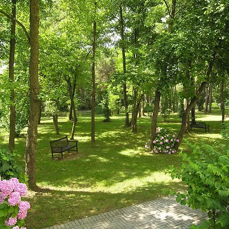 Pine Wood * ביביונה
